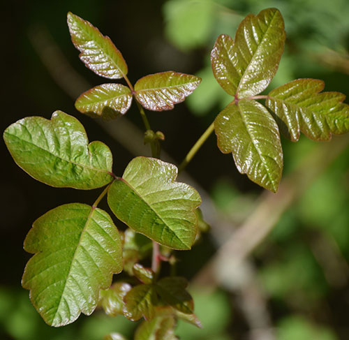 poison Ivy Removal